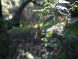 Ribes amarum Bud